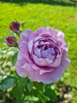Nahaufnahme einer lila Edelrose in voller Bl&uuml;te im Garten