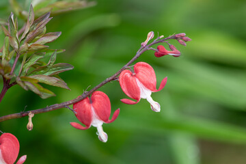 Close up of a bleeding heart (dicentra spectabilis) flower in bloom