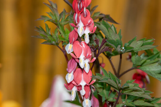 Close up of a bleeding heart (dicentra spectabilis) flower in bloom
