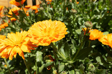 Calendula officinalis in the hot summer sun