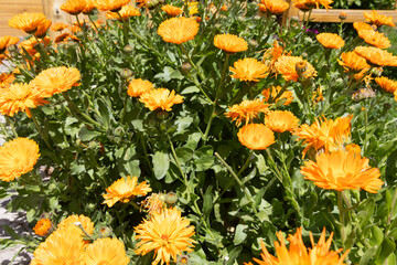 Flowers called Calendula officinalis blooming on a beautiful sunny day
