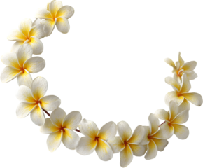 Arrangement of white and yellow plumeria flowers in a semi circle against a black background space