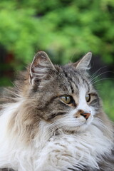 Fluffy resting cat. Fluffy resting cat macro face. High quality photo