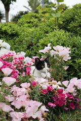 Cat flowers greenery. High quality photo