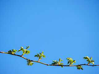 Fresh green leaves against perfect blue sky symbolizing new hope