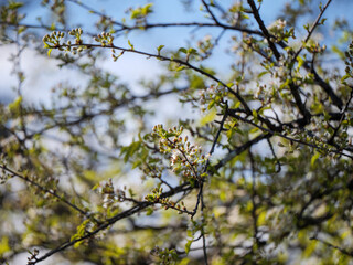 Spring cherry tree buds emerging with green leaves in Occitanie
