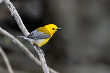 prothonotary warbler