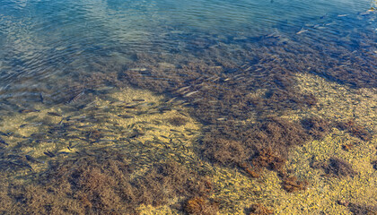 School of Hawaiian Papio Fish, Mullet, in Ala Moana Lagoon on the Island of Oahu.