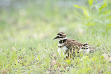 female killdeer with chick by its side
