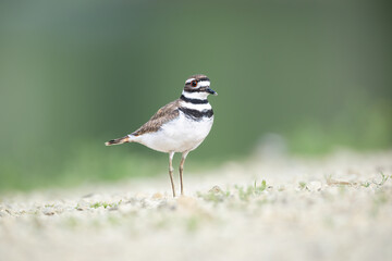 killdeer portrait