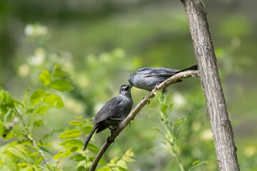 gray catbird courtship display of one adult feeding the other