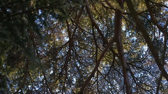 Majestic cedar tree canopy swaying gently in the breeze. Sunlight filters through the dense canopy of a majestic cedar tree, its branches reaching skyward