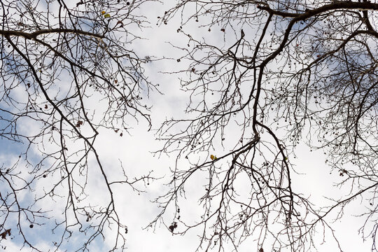 Looking up through the bare winter branches of a Sycamore tree.
