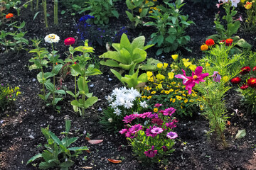 Lush, vibrant flowers in the park in early summer