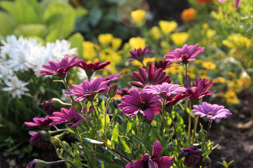 Lush, vibrant flowers in the park in early summer
