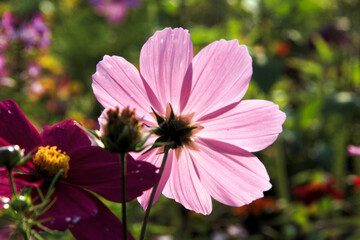 Lush, vibrant flowers in the park in early summer