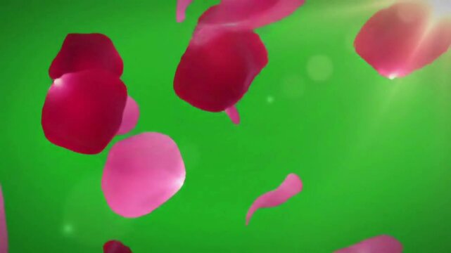 Red rose petals falling slowly on a green screen, ideal for use with chroma key as a romantic background or overlay.