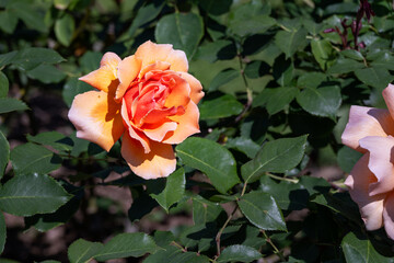 Beautiful orange flower of the rose Just Joey in the sunshire in spring