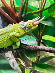 close up of chameleon on a branch