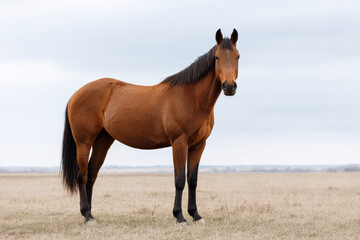 Obraz premium majestic horse standing gracefully against clean gray background