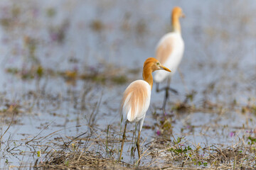 田んぼ飛来したアマサギ