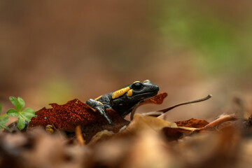Fire salamander in the forest. Black lizard with yellow spots. Salamander on the ground in the leaves.