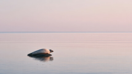 Obraz premium serene scene of seal resting on smooth sea surface bathed in soft light emphasizing pastel coral hues