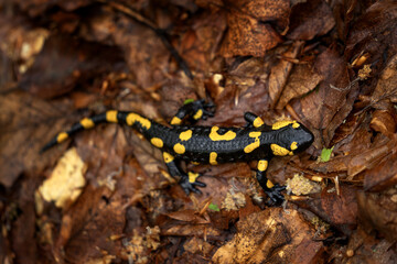 Fire salamander in the forest. Black lizard with yellow spots. Salamander on the ground in the leaves.