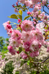 An apple tree is blossoming in the garden in Ukraine, filling the spring air with delicate white...