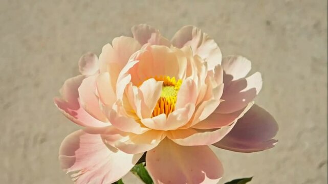 Detailed close-up of a beautiful light pink peony in bloom, showing its delicate, soft petals against a neutral background.