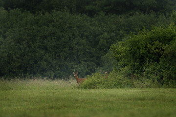 A young roe deer  is standing in a field. Deer is looking directly at the camera. Roe deer during rut. 