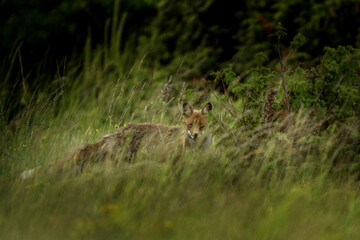 A red fox is walking through the meadow. It is a common European predator during the day. This is wildlife in the protected area of Polana. © prochym