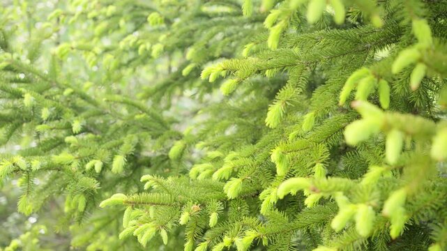 Green fir tree branches sprouting with vibrant new growth, showcasing delicate needles emerging in soft spring light against blurred forest background