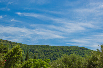Tree and blue sky, the top of a tree against a blue sky on a sunny day, isolated with space for text, closeup