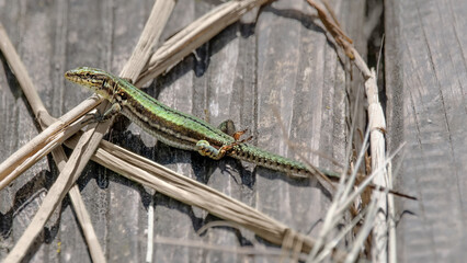 Green Common Wall Lizard (Podarcis Muralis)