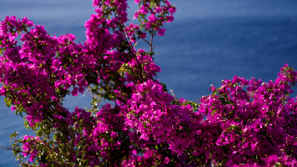 Close up of bougainvillea flowers with Tyrrhenian Sea providing a vibrant blue backdrop in Scilla,...