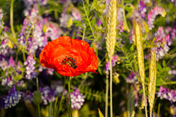 Obraz premium Bright red poppy flower blooming next to golden wheat ears on a vibrant field with purple wildflowers in soft sunlight. Natural rural summer scene.