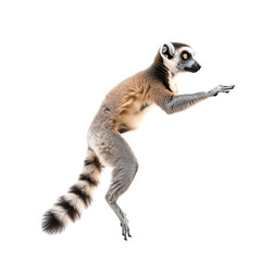 Obraz premium Side view of a lemur mid-jump between trees with extended limbs and detailed fur, isolated on a white solid background, perfect for wildlife visuals, motion studies, and educational content