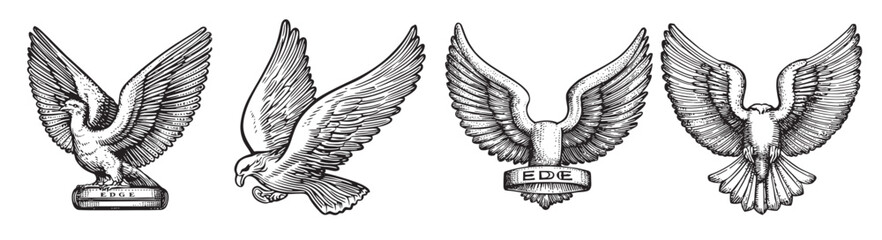 Obraz premium Detailed Collection of Ornate Eagle Illustrations in Vintage Style, logo design, engraving design, vector illustration