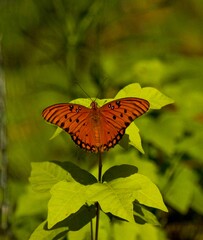 butterfly on a flower