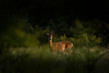 A young roe deer  is standing in a field. Deer is looking directly at the camera. Roe deer during rut. 