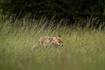 A red fox is walking through the meadow. It is a common European predator during the day. This is wildlife in the protected area of Polana. © prochym