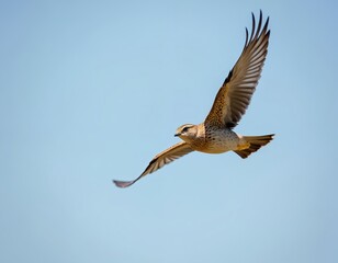 Obraz premium Eurasian Skylark Alauda arvensis bird flies against clear blue sky. Brown feathered animal with wings outstretched soars in sunny sky. Bird in flight. Natural wildlife, animal, ornithology theme.