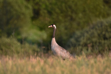 Naklejka premium A crane in the grass in Warmia, Poland