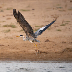 Grey Heron in flight