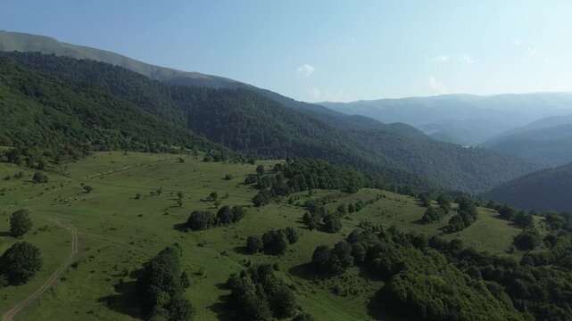 Drone flight over a mountain plateau with trees and green meadows. A herd of cows is passing by. Blue sky. Mountain road. Forest-covered mountains.
