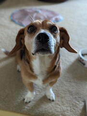 beagle looking 