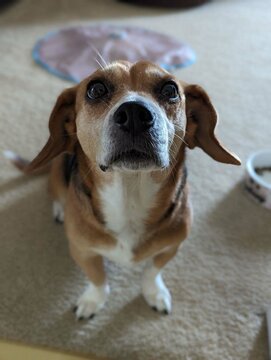 beagle looking 