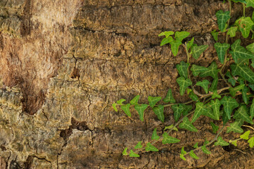 Close-up of tree bark brown with cracks, textured background of old tree
