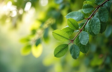 Eucalyptus tree branch with vibrant green leaves. Bokeh effect soft background. Fresh plant, nature eco design, aromatherapy. Medicinal plant, spa, beauty concept.